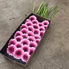 GERMINI CERISE FYLLD CHOO CHOO